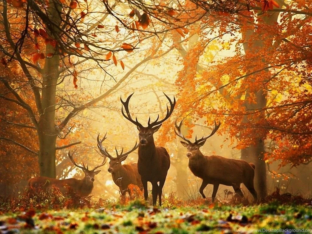 1024x768 Deers Autumn Wallpapers