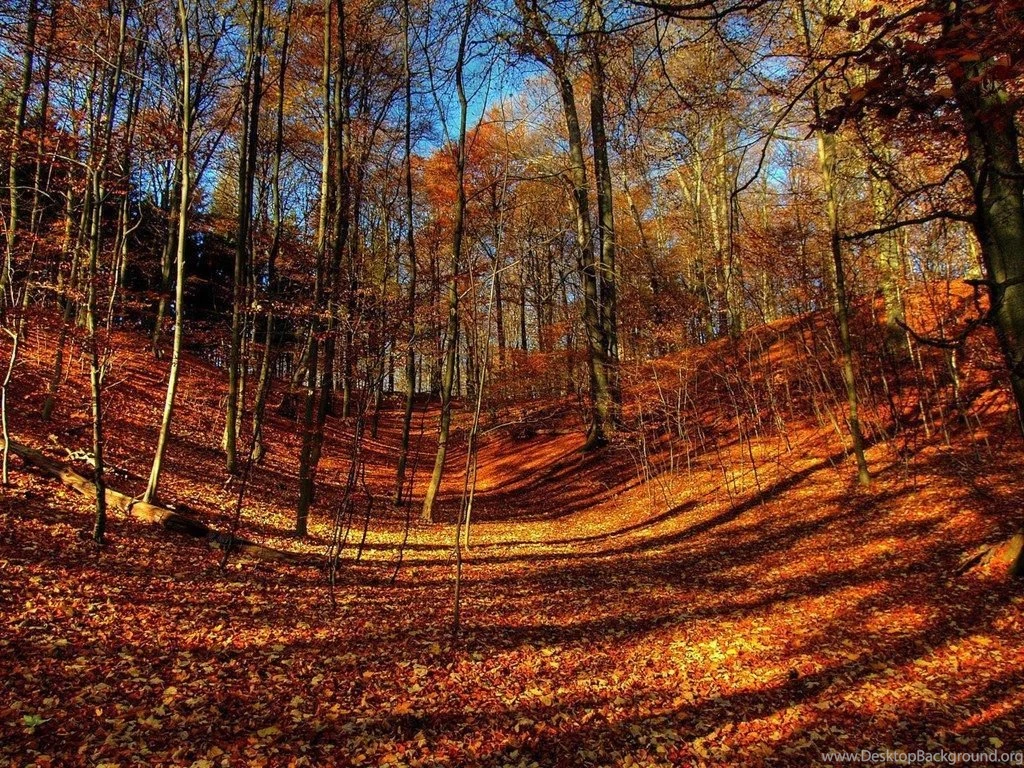 Fall Color Autumn Wallpapers 1024x768 NO.24 Desktop Wallpapers ...