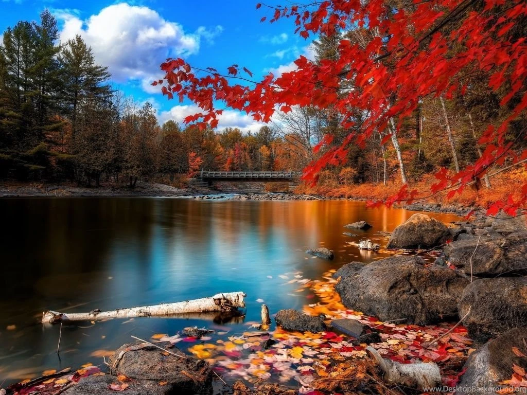 1024x768 Autumn Forest Scenery Wallpapers