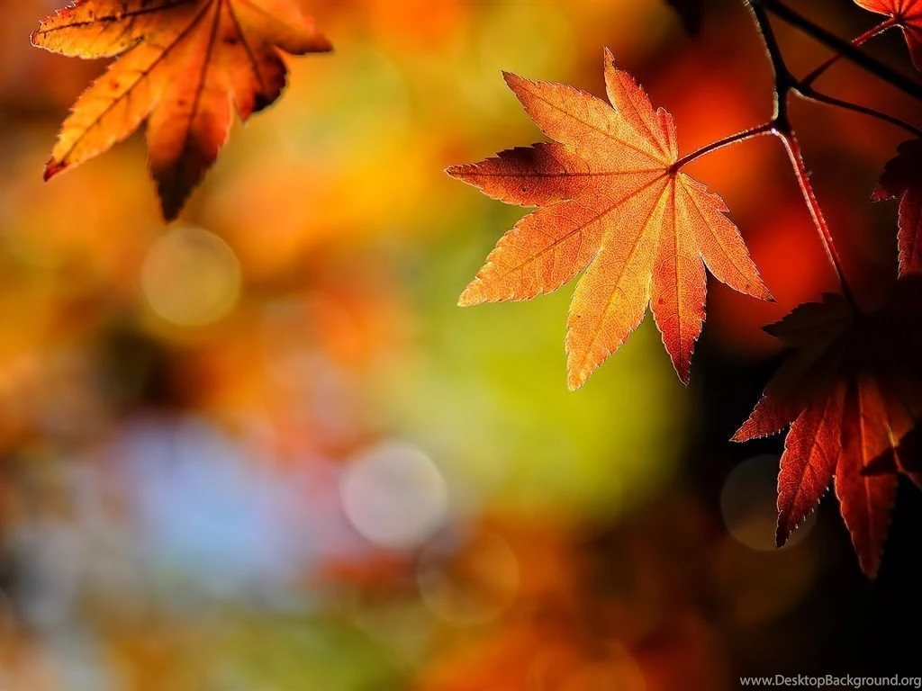Autumn Leaves Nature Wallpapers