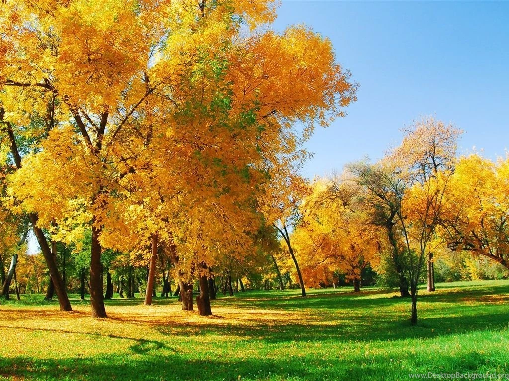 Golden Autumn Wallpapers