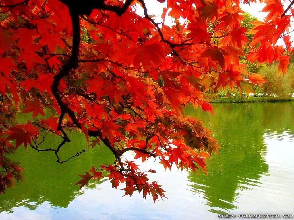 Fall Colors Wallpapers   Crazy Frankenstein