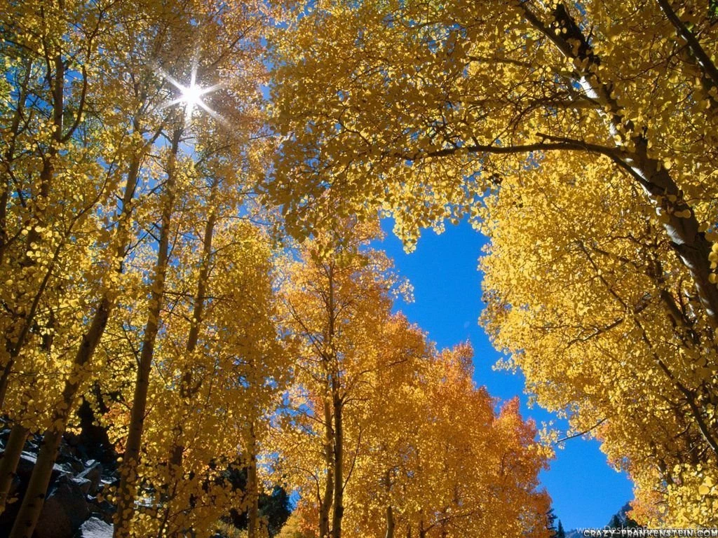 Forest Wallpapers Nature Wallpapers Crazy Frankenstein