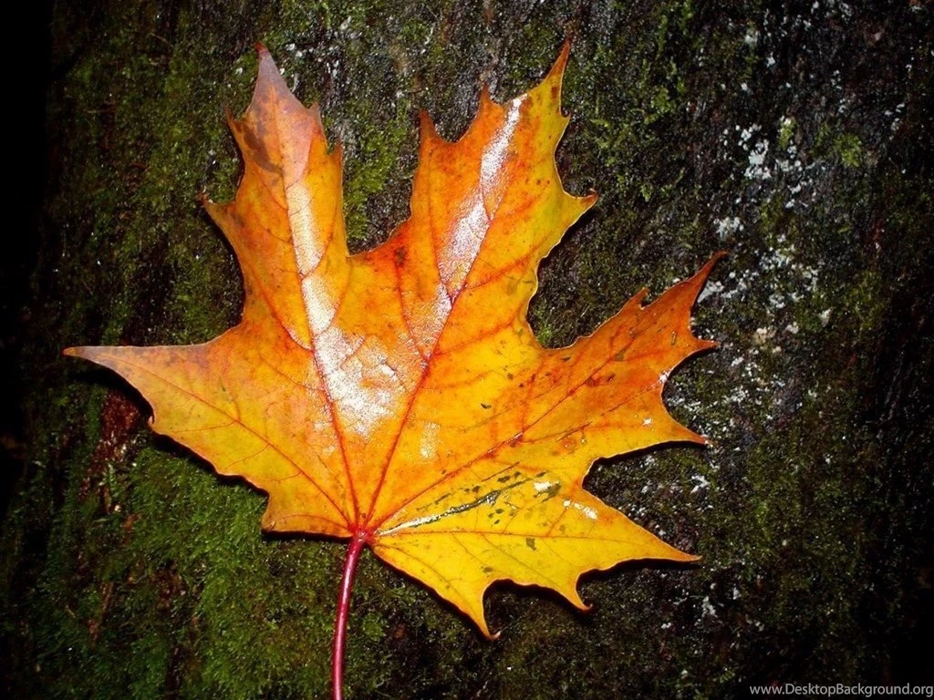 Fall Color Autumn Wallpapers 1024x768 NO.23 Desktop Wallpapers ...