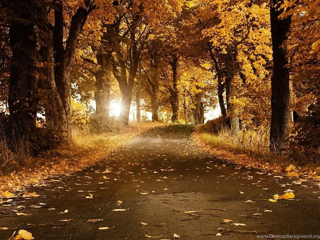 1024x768 Autumn Forest Road Wallpapers