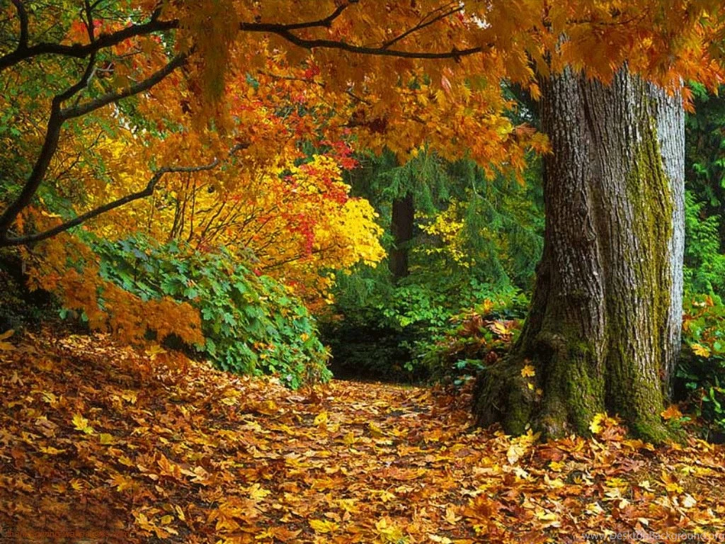 Autumn Leaves Falling Gif Wallpaper.