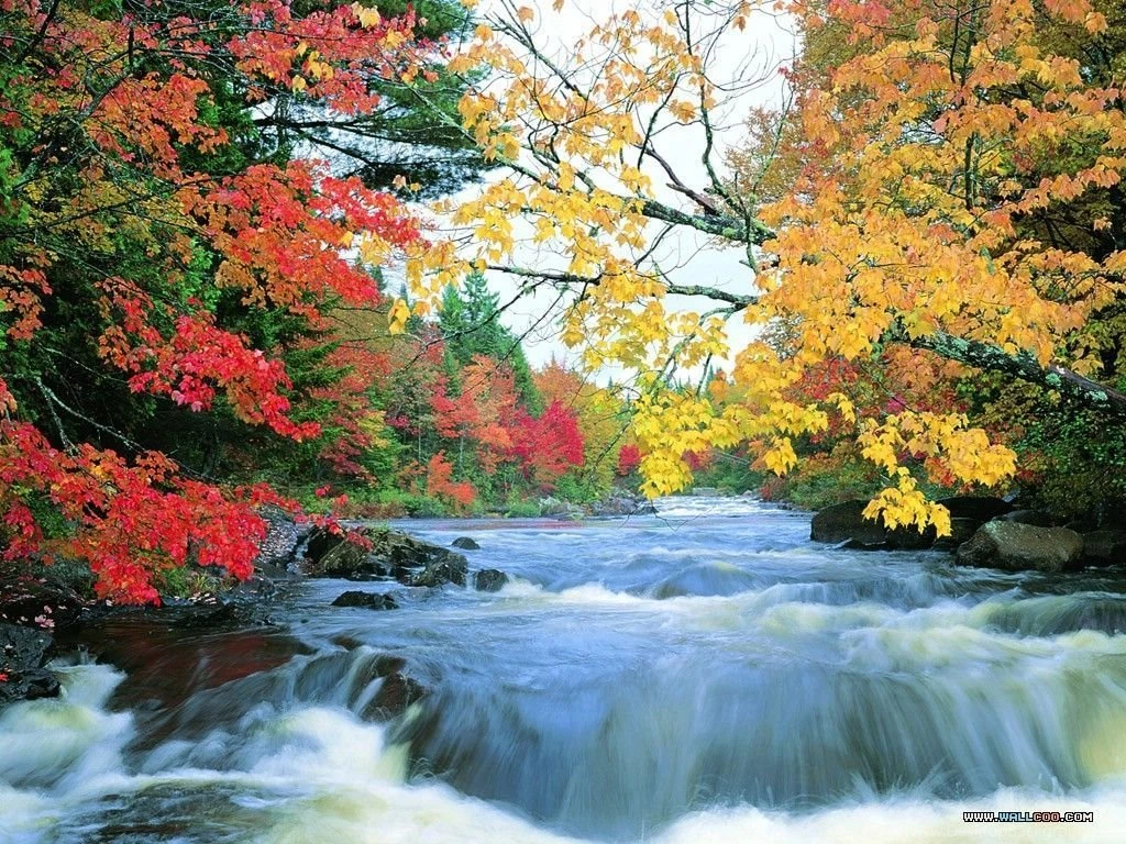 Autumn Forest Photography Red & Golden Autumn 1024x768 NO.24 ...