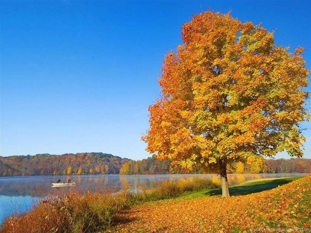 The One Red Leaf Tree In Autumn Wallpapers