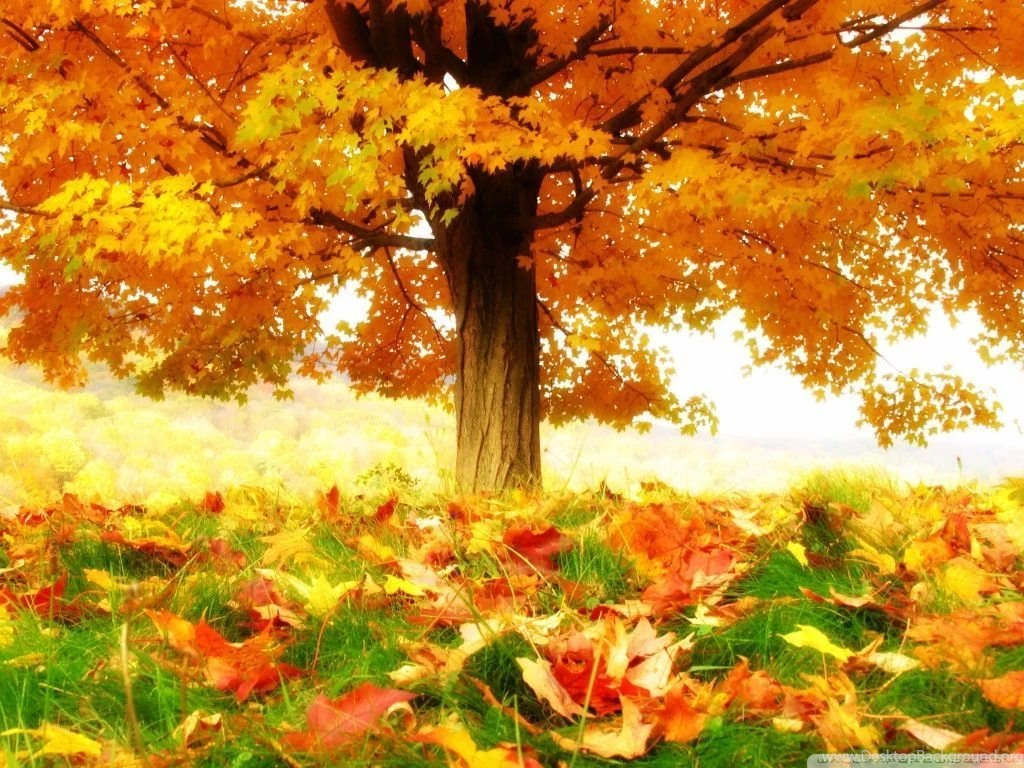The Joy Of Autumn HD Desktop Wallpapers : Widescreen : High ...