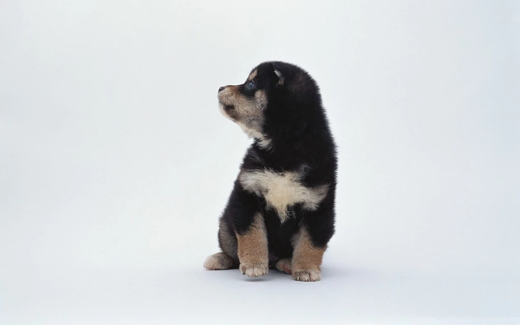 Puppy On A White Backgrounds Wallpapers And Images Wallpapers ...