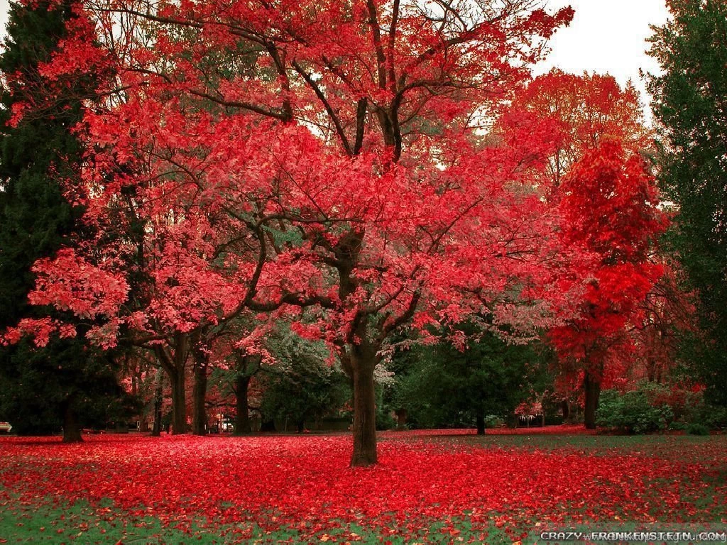 Beautiful Autumn Wallpapers 3 Seasonal Crazy Frankenstein