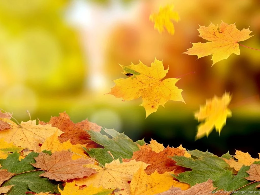 1024x768 Falling Leaves Autumn Wallpapers