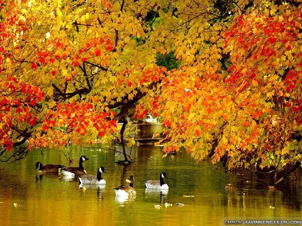 Top Autumn New York Wallpaper Images For Pinterest