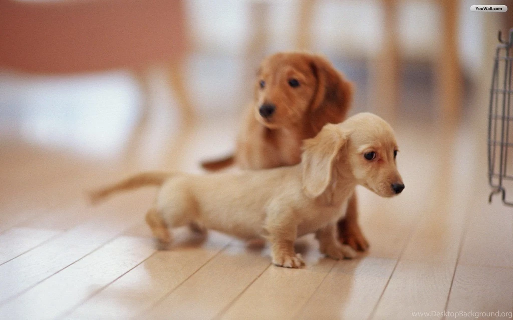 Puppy Wallpapers