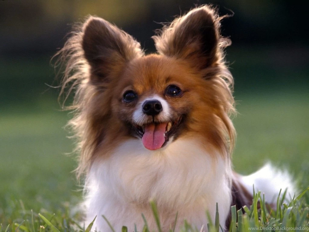 Puppy background.jpg