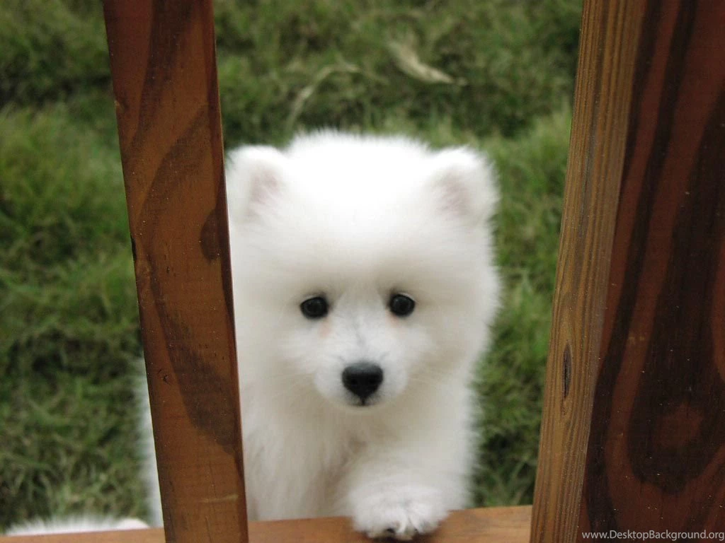 Download Dogs American Eskimo Dog Puppy Wallpapers 1024x768