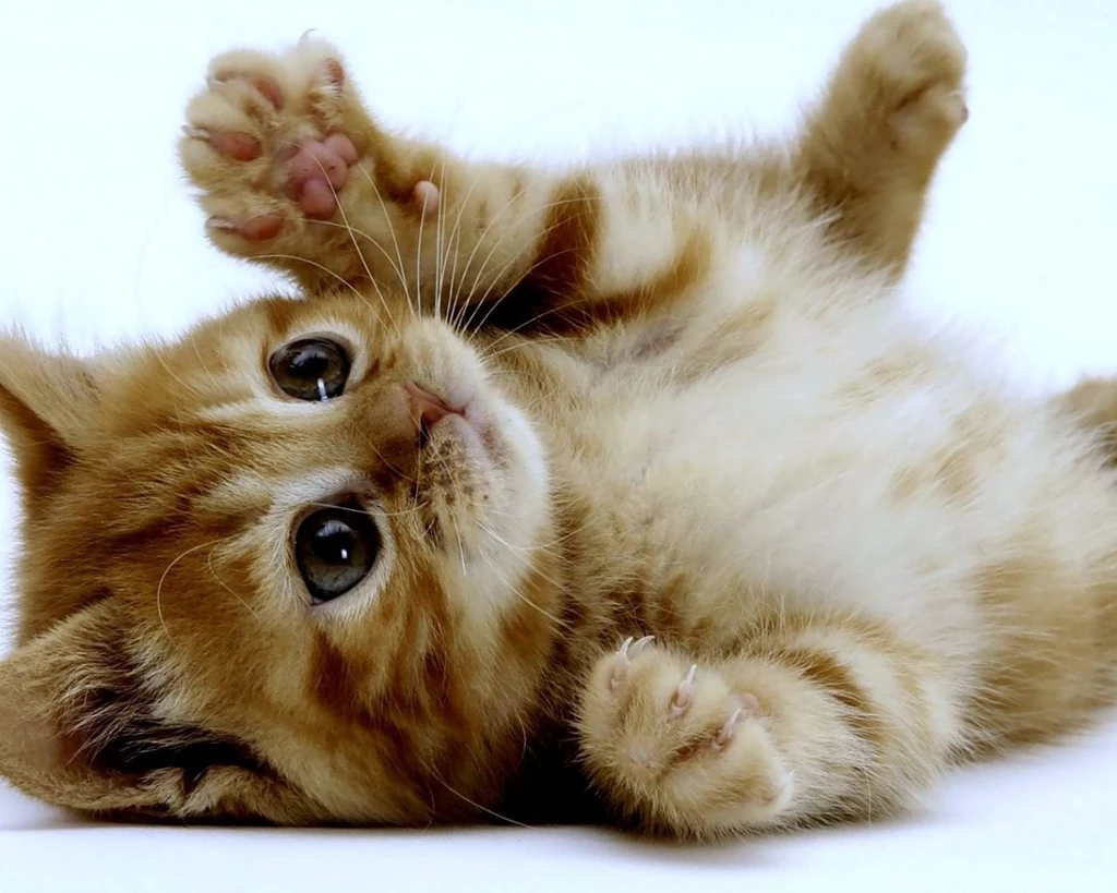 1280x1024 Super Cute Kitten Desktop PC And Mac Wallpapers