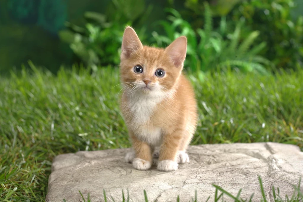 Cute Kitten HD Desktop Wallpapers : Widescreen : High Definition ...