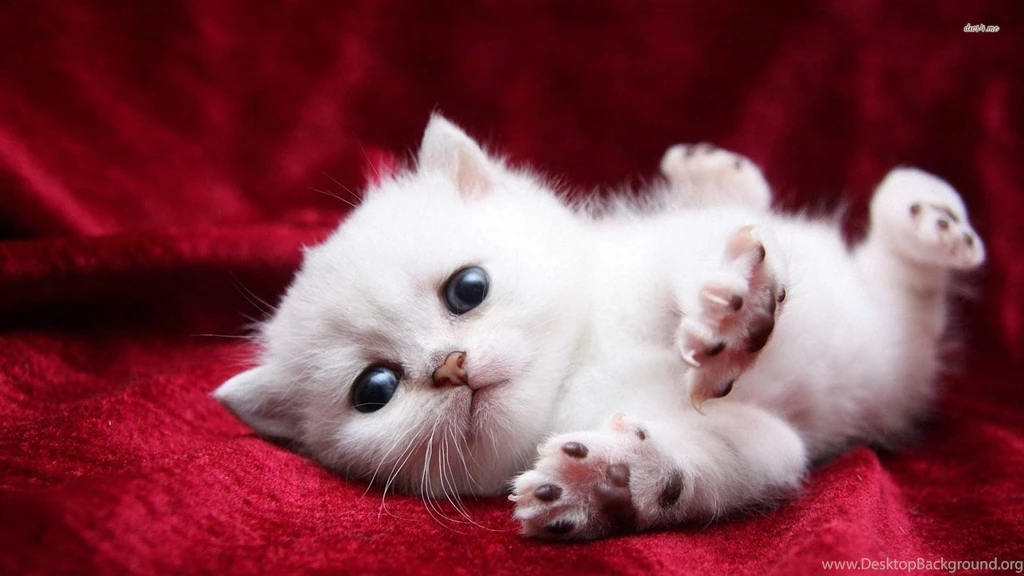 Gallery For   Pictures Of Super Cute Kittens
