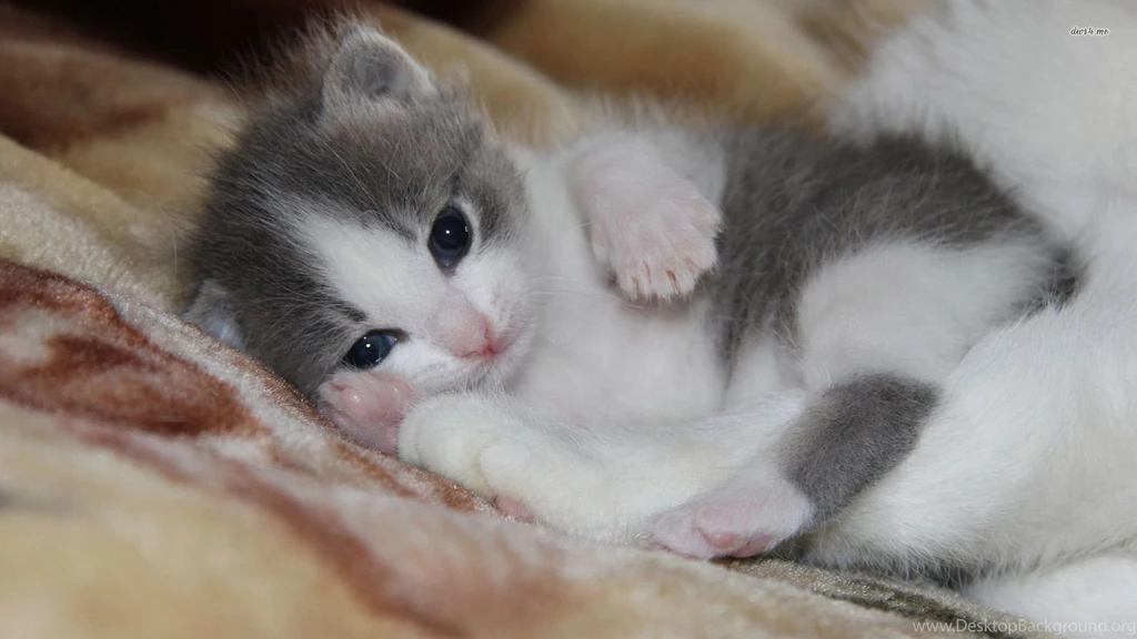 Cute Kitten Wallpapers   Animal Wallpapers