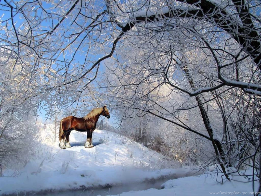 Winter_wallpapers_417.jpg