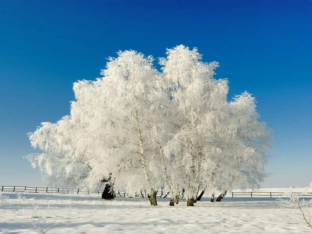 Top Winter Trees Wallpaper Images For Pinterest