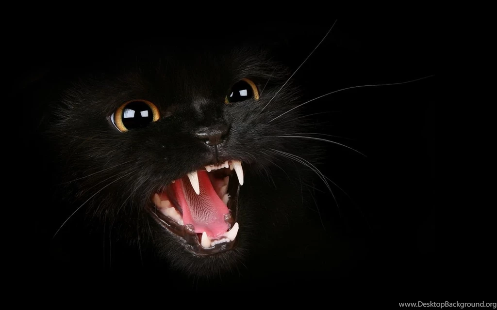 1440x900 Black Cat Desktop PC And Mac Wallpapers