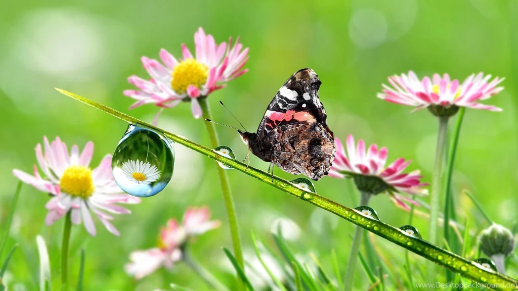 Download Wallpapers 1920x1080 Stem, Drops, Flowers, Butterfly Full ...