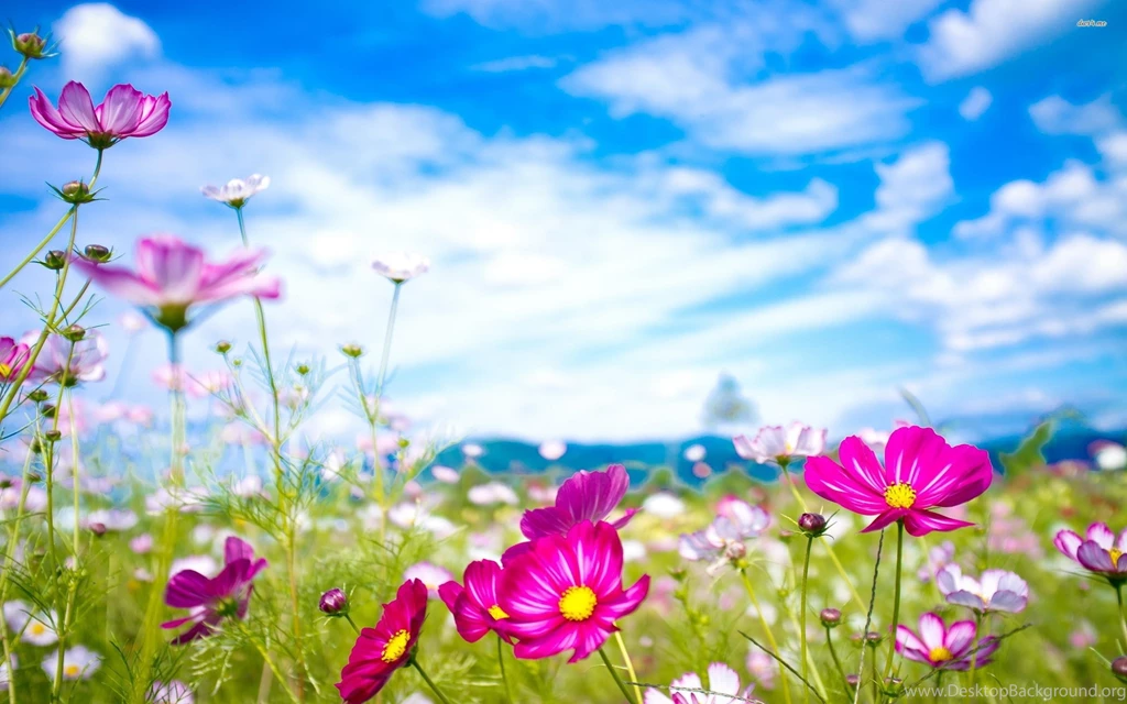 Colorful Flowers Wallpapers Full Hd Wallpapers Search