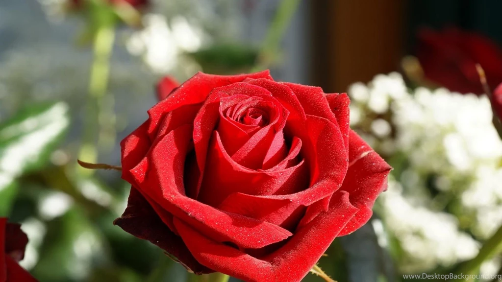 Download Wallpapers 1920x1080 Rose, Flower, Bud, Velvety, Close up ...