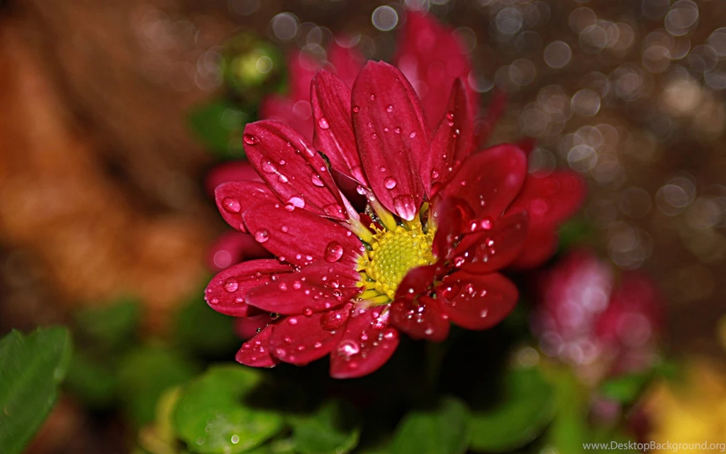 Red Flowers HD Wallpapers