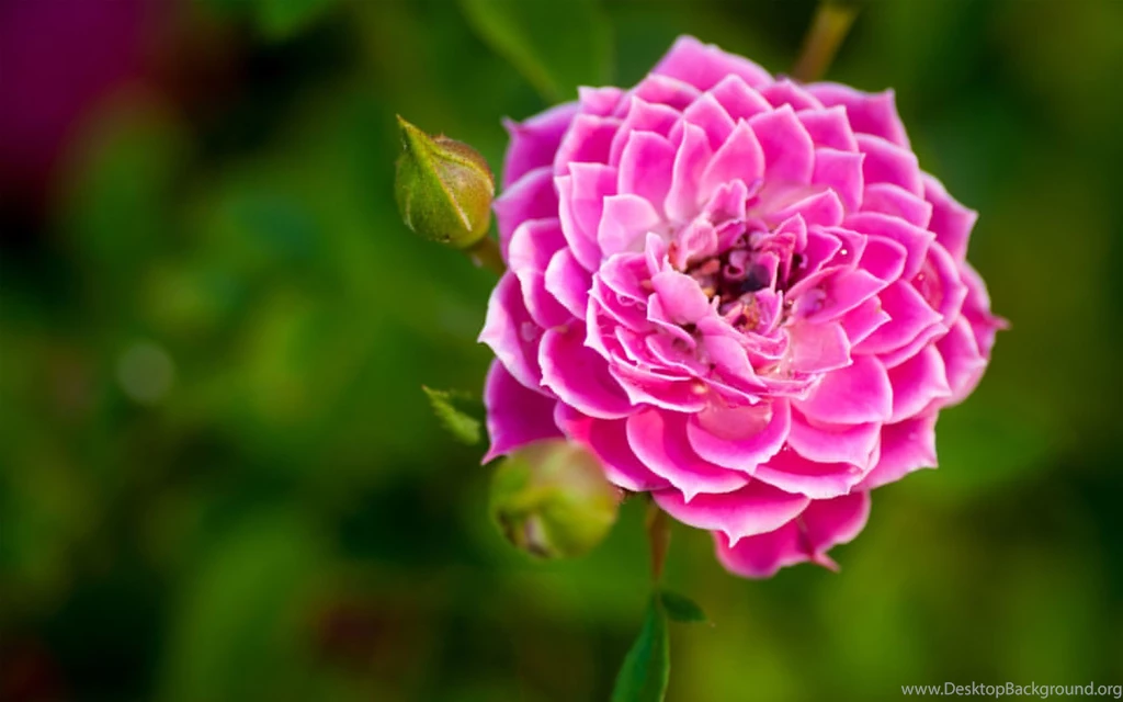 Nature Flower Garden Rose Pink Hd Wallpapers Wallpapers