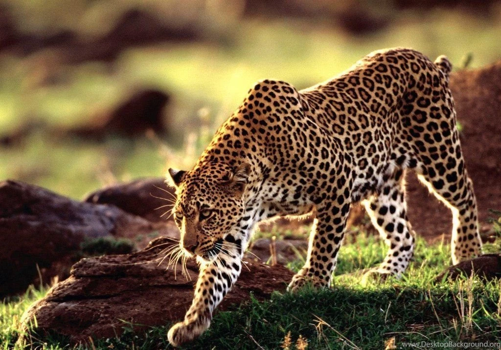 Full HD Leopard Wallpapers   HD Wallpapers