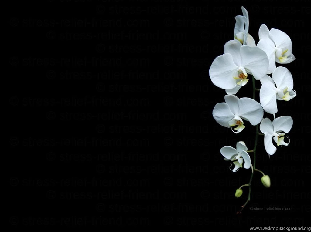 Stress Relief FriendStress Free Wallpapers