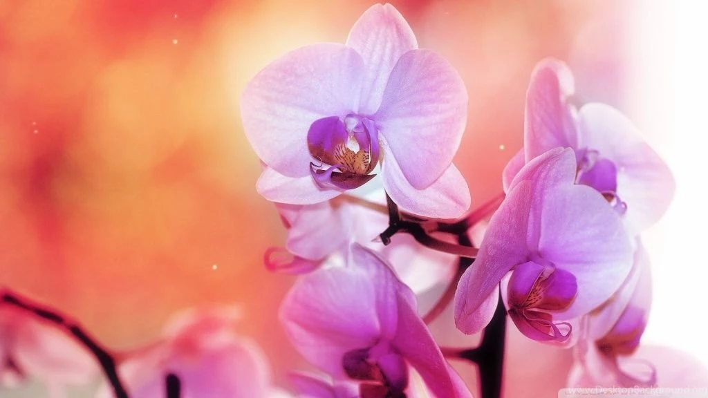 Orchid Flowers HD Desktop Wallpapers : High Definition : Fullscreen ...