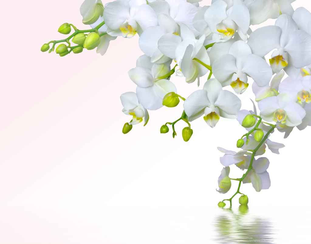 Download Wallpapers Orchid, Phalaenopsis, White, Petals, Branch ...