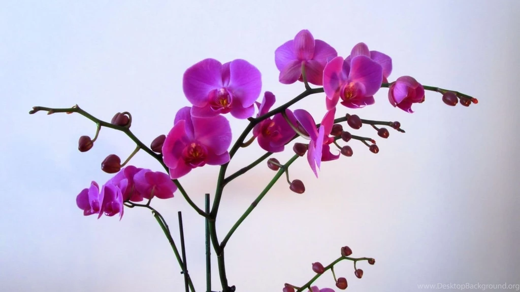 Download Wallpapers 1366x768 Orchid, Flower, Branch, Backgrounds ...