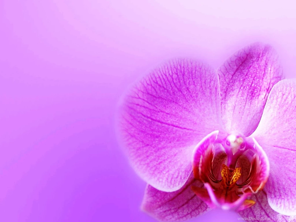 Floral Wallpapers For Computer Orchid Flower Photos Of Creating ...