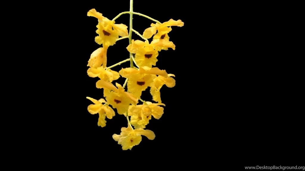 Download Wallpapers 2048x1152 Orchid, Flower, Yellow, Branch, Black ...