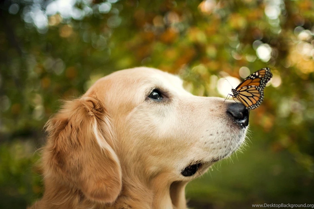 Download Cute Animal Wallpapers Full HD