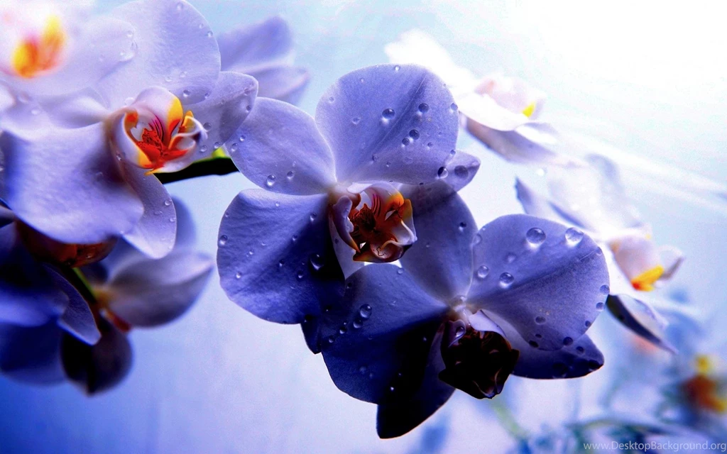 Blue And Purple Orchids Wallpaper.