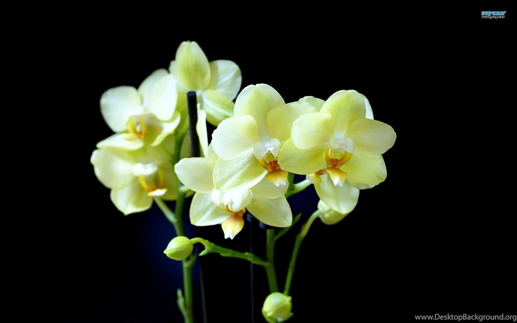 Top Flowers Wallpapers Orchids Images For Pinterest