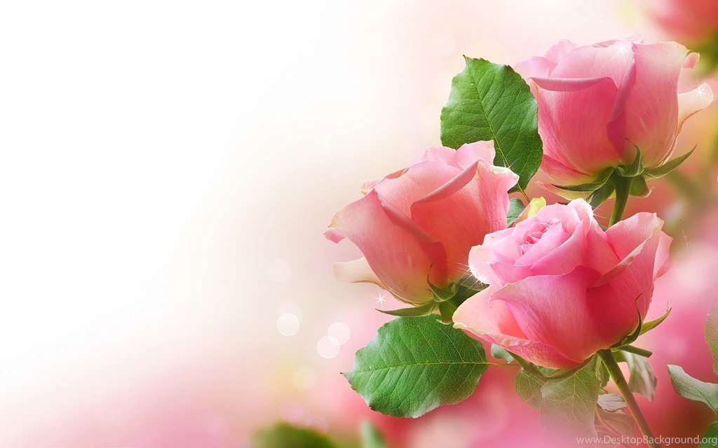 Pink Roses Backgrounds