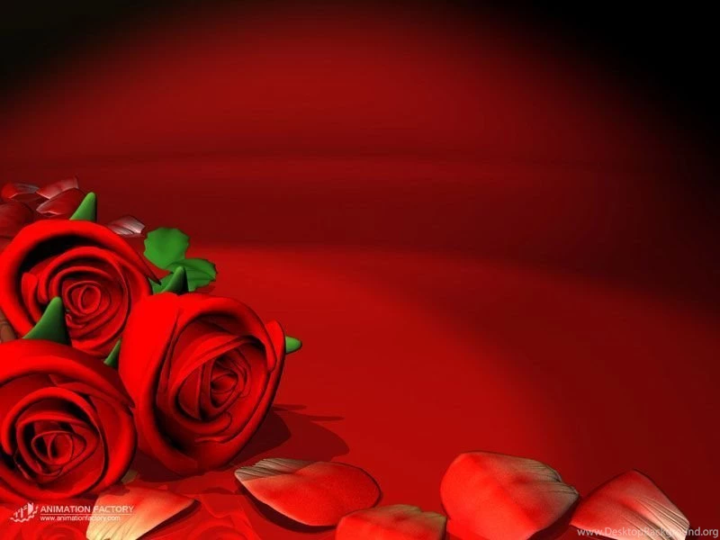 Red Roses HD Backgrounds