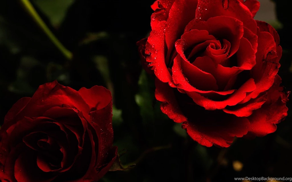 Rose Wallpapers Flowers High Definition Free