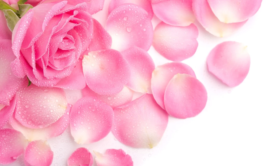 Top Beautiful Pink Roses Background Images For Pinterest