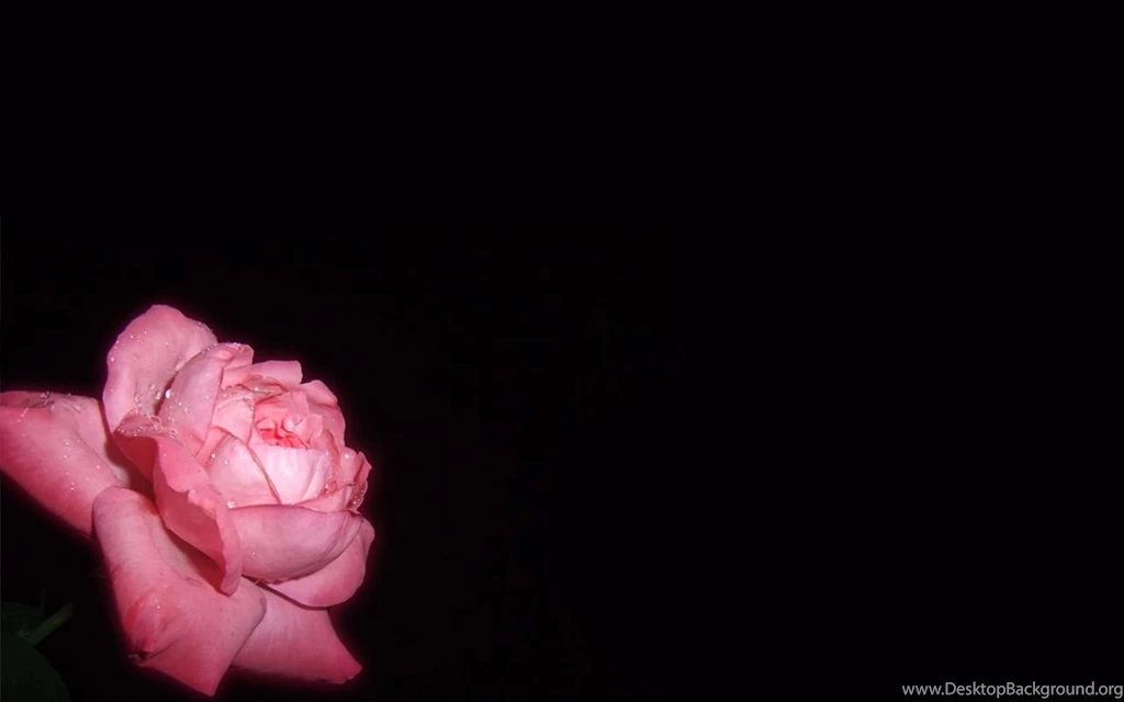 Top The Pink Rose Wallpaper Images For Pinterest