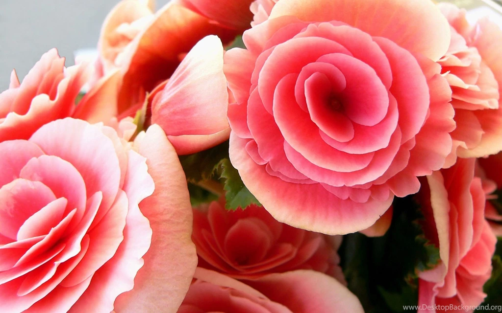 Top Wallpapers Pink Roses Bouquet Images For Pinterest