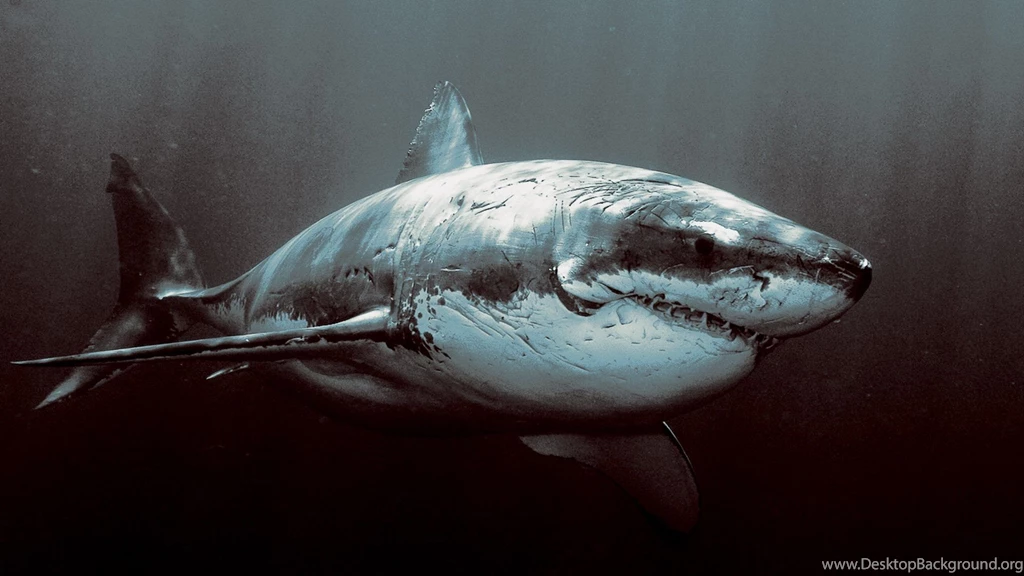 Shark Wallpapers 1920x1080 (