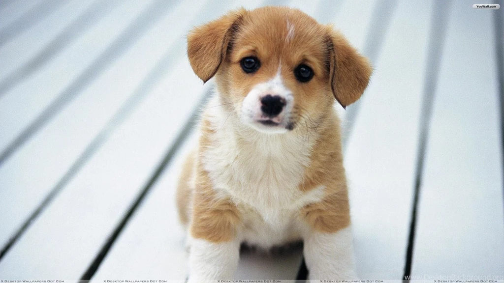 puppy wallpapers free